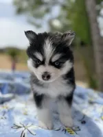 Libra, a female Pomsky for sale in Homeland, CA – Photo 5 of 10