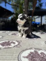 Moon, a female Pomsky for sale in Homeland, CA – 3 of 9