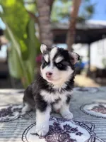 Moon, a female Pomsky for sale in Homeland, CA – 5 of 9