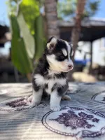 Moon, a female Pomsky for sale in Homeland, CA – 4 of 9