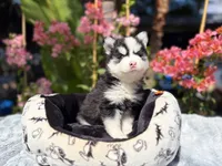 Eclipse, a female Pomsky for sale in Homeland, CA – 2 of 9
