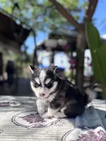 Moon, a female Pomsky for sale in Homeland, CA – 7 of 9