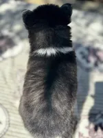 Mercury, a male Pomsky for sale in Homeland, CA – 8 of 9
