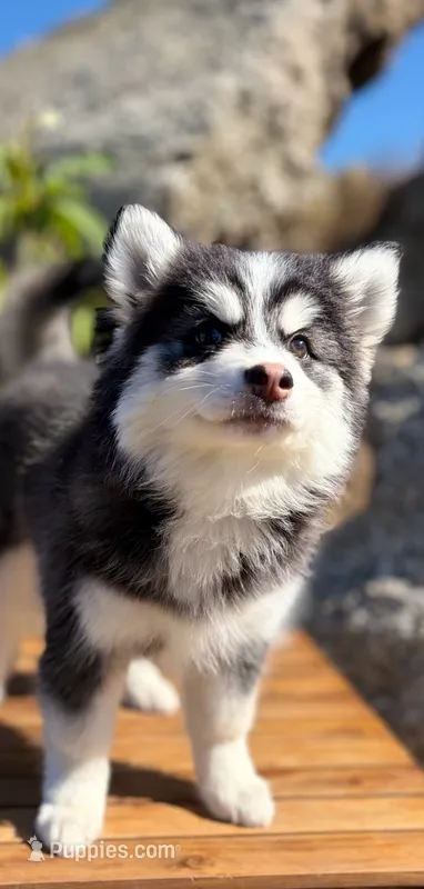 Moon – Pomsky puppy for sale in Homeland, CA