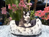Mercury, a male Pomsky for sale in Homeland, CA – 3 of 9