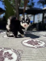 Solar, a male Pomsky for sale in Homeland, CA – 7 of 9