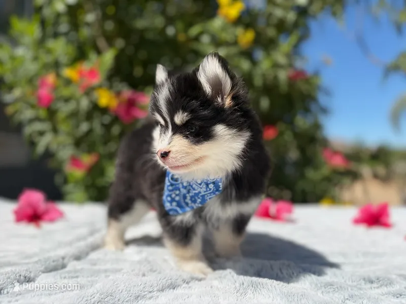 Solar – Pomsky puppy for sale in Homeland, CA