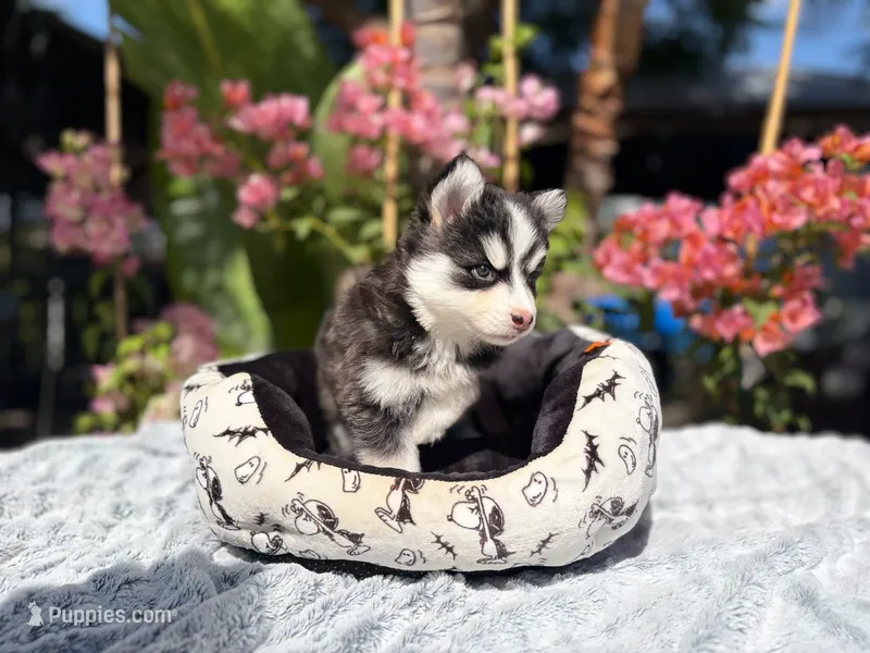 Moon – Pomsky puppy for sale in Homeland, CA