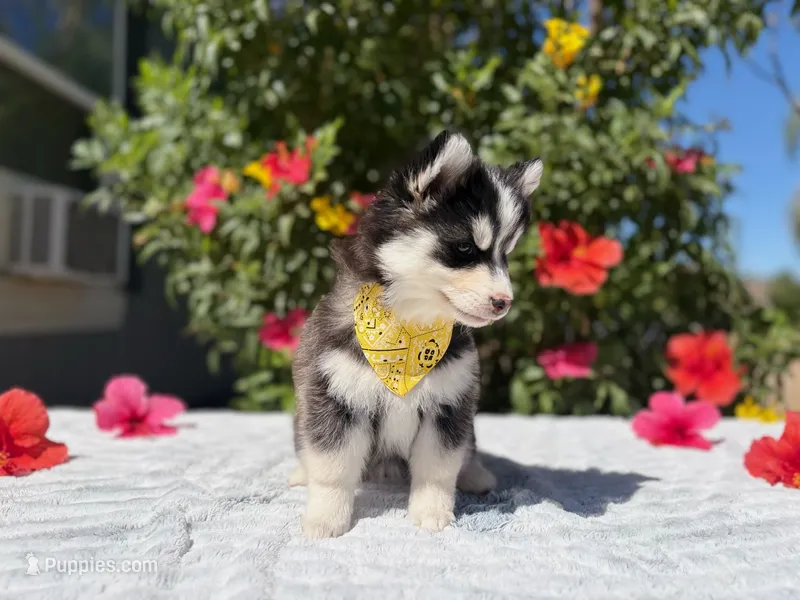 Moon – Pomsky puppy for sale in Homeland, CA