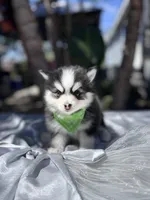 Taurus , a male Pomsky for sale in Homeland, CA – Photo 1 of 10