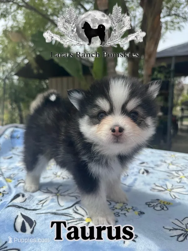 Taurus  – Pomsky puppy for sale in Homeland, CA