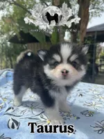 Taurus , a male Pomsky for sale in Homeland, CA – Photo 1 of 9
