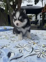 Taurus , a male Pomsky for sale in Homeland, CA – Photo 3 of 9