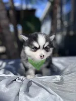 Taurus , a male Pomsky for sale in Homeland, CA – Photo 3 of 10
