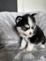 Taurus , a male Pomsky for sale in Homeland, CA – Photo 7 of 9