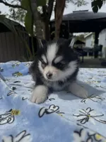 Taurus , a male Pomsky for sale in Homeland, CA – Photo 2 of 9