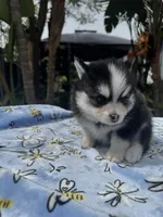 Taurus , a male Pomsky for sale in Homeland, CA – Photo 5 of 9