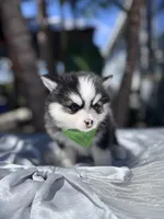Taurus , a male Pomsky for sale in Homeland, CA – Photo 2 of 10