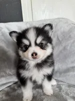 Taurus , a male Pomsky for sale in Homeland, CA – Photo 8 of 9