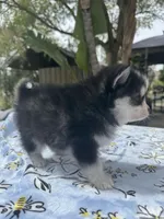 Taurus , a male Pomsky for sale in Homeland, CA – Photo 4 of 9