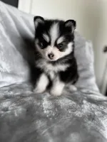 Taurus , a male Pomsky for sale in Homeland, CA – Photo 6 of 9