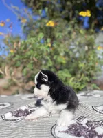 Percy, a female Pomsky for sale in Homeland, CA – 4 of 9