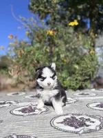 Percy, a female Pomsky for sale in Homeland, CA – 9 of 9