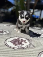Moon, a female Pomsky for sale in Homeland, CA – 9 of 9
