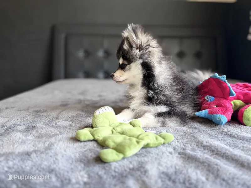 Leo – Pomsky puppy for sale in Homeland, CA