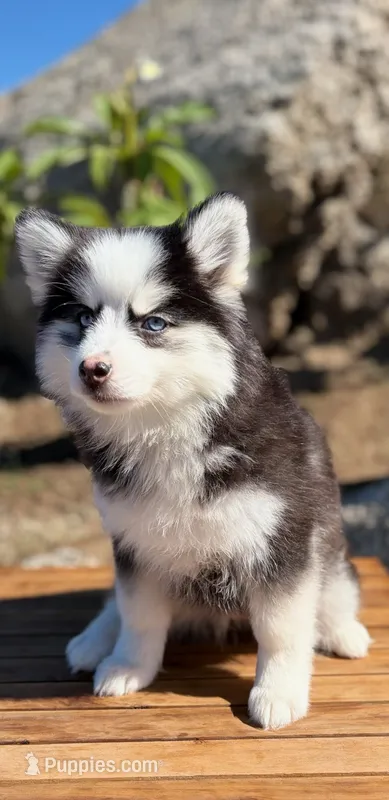 Percy – Pomsky puppy for sale in Homeland, CA