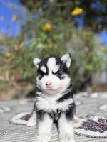 Eclipse, a female Pomsky for sale in Homeland, CA – 5 of 9