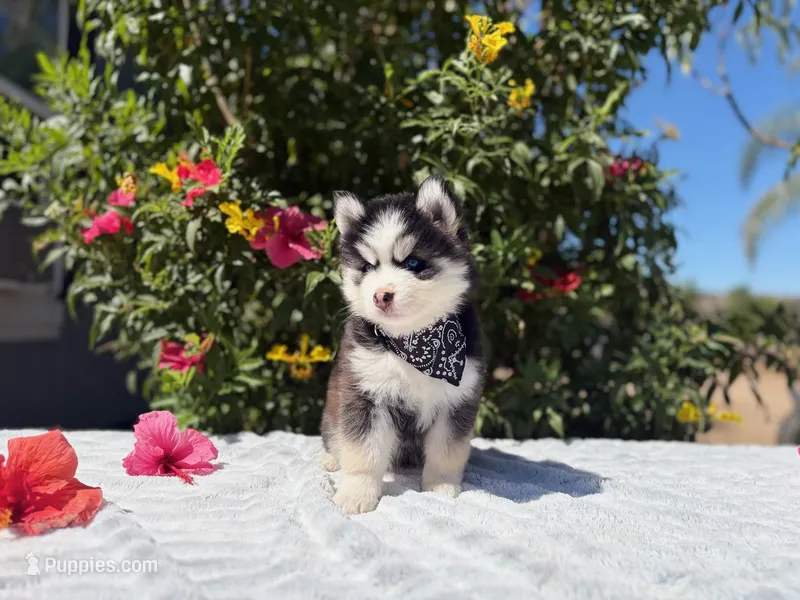 Mercury – Pomsky puppy for sale in Homeland, CA