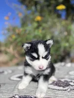 Eclipse, a female Pomsky for sale in Homeland, CA – 9 of 9