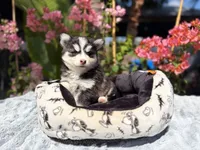 Moon, a female Pomsky for sale in Homeland, CA – 2 of 9