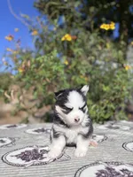 Percy, a female Pomsky for sale in Homeland, CA – 6 of 9