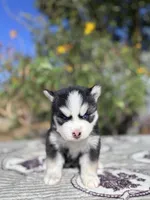 Mercury, a male Pomsky for sale in Homeland, CA – 5 of 9