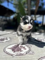 Moon, a female Pomsky for sale in Homeland, CA – 6 of 9