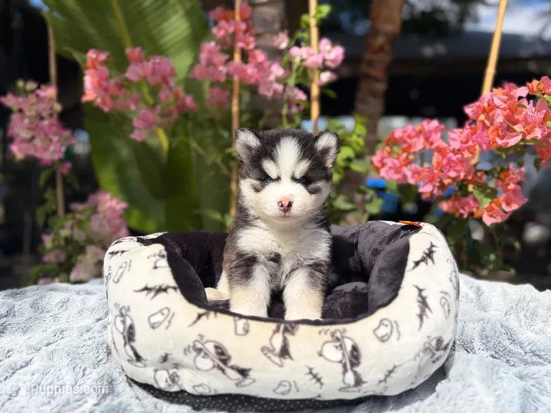 Mercury – Pomsky puppy for sale in Homeland, CA