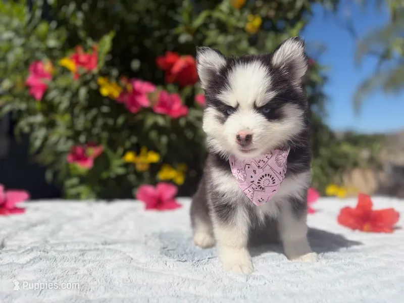 Percy – Pomsky puppy for sale in Homeland, CA
