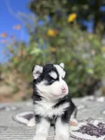 Eclipse, a female Pomsky for sale in Homeland, CA – 8 of 9