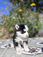 Mercury, a male Pomsky for sale in Homeland, CA – 7 of 9