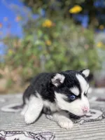 Eclipse, a female Pomsky for sale in Homeland, CA – 6 of 9