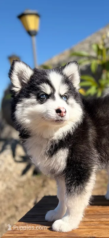Eclipse – Pomsky puppy for sale in Homeland, CA
