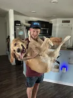 Luffy, a male Golden Retriever for sale in Altamonte Springs, FL – Photo 5 of 9