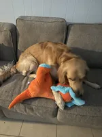 Luffy, a male Golden Retriever for sale in Altamonte Springs, FL – Photo 7 of 9