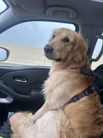 Luffy, a male Golden Retriever for sale in Altamonte Springs, FL – Photo 8 of 9