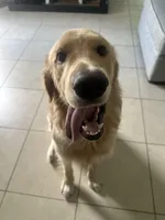 Luffy, a male Golden Retriever for sale in Altamonte Springs, FL – Photo 2 of 9