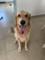 Luffy, a male Golden Retriever for sale in Altamonte Springs, FL – Photo 3 of 9