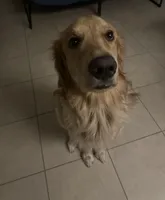 Luffy, a male Golden Retriever for sale in Altamonte Springs, FL – Photo 6 of 9