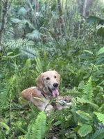 Luffy, a male Golden Retriever for sale in Altamonte Springs, FL – Photo 4 of 9
